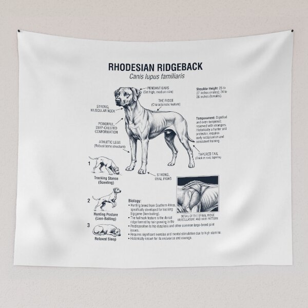 Aperçu de l'œuvre Anatomie scientifique et biologie du Rhodesian Ridgeback, amoureux des chiens créée et vendue par dian-rody-crest.