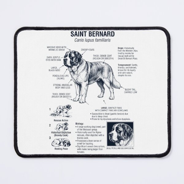 Item preview, Saint Bernard Scientific Anatomy Biology Dog Lover designed and sold by dian-rody-crest.