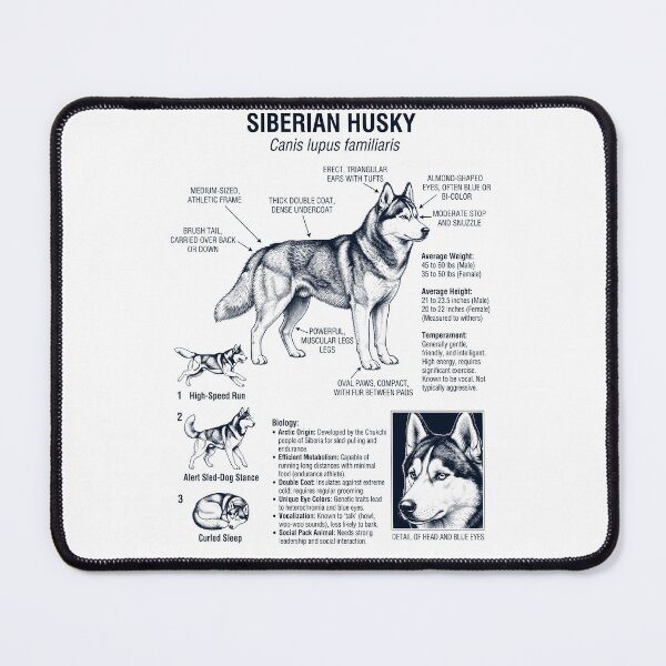 Item preview, Siberian Husky Scientific Anatomy Biology Dog Lover designed and sold by dian-rody-crest.