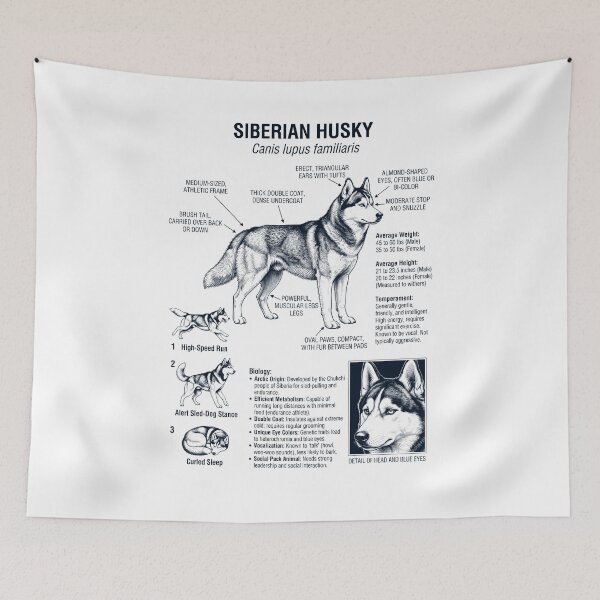 Item preview, Siberian Husky Scientific Anatomy Biology Dog Lover designed and sold by dian-rody-crest.