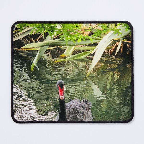 Item preview, Black Swan in Lake designed and sold by Jasbindar Singh.