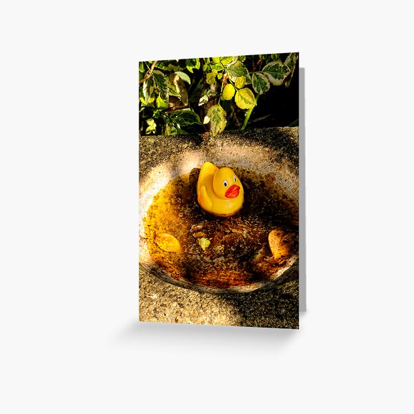 A Rubber Duck in my Bird bath. Greeting Card