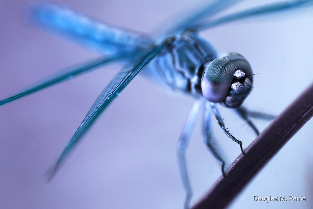 Alien Insect Dragonfly