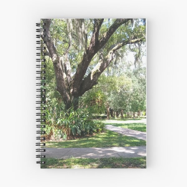 Item preview, Sunlit Live Oak with Spanish Moss – Florida Nature Photography designed and sold by Mirgonhood.