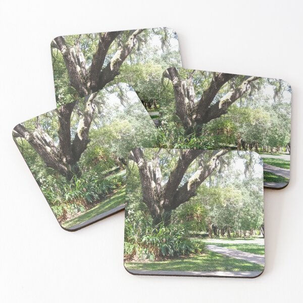 Item preview, Sunlit Live Oak with Spanish Moss – Florida Nature Photography designed and sold by Mirgonhood.