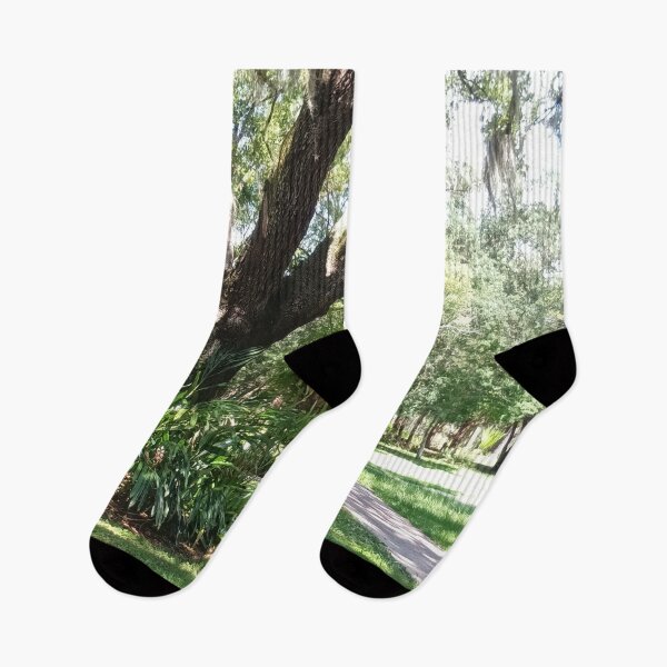 Item preview, Sunlit Live Oak with Spanish Moss – Florida Nature Photography designed and sold by Mirgonhood.