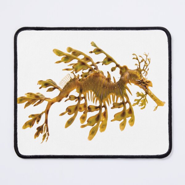 Item preview, Leafy Seadragon – Ocean's Master of Disguise Portrait designed and sold by Helt-enkelt.