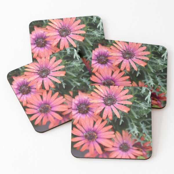 Item preview, Colorful African Daisy Flowers Floral Photograph designed and sold by SnuggleMonster.