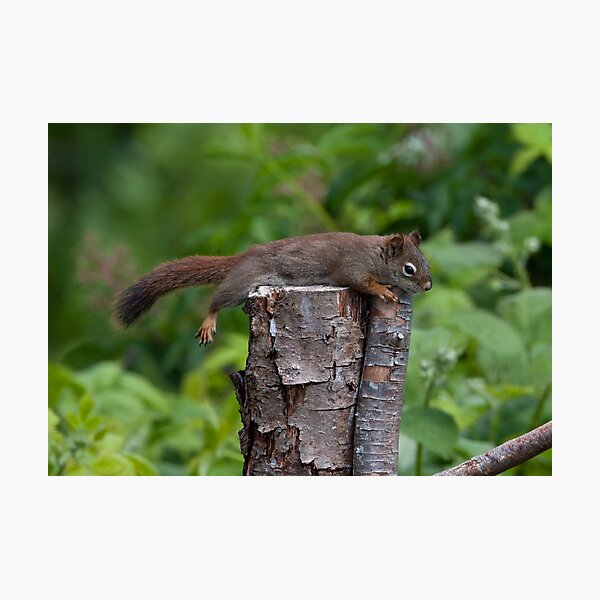 Chilling Out Photographic Print
