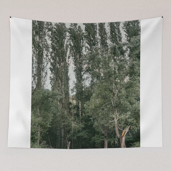 Item preview, Row Of Tall Poplar Trees Standing At Forest Edge designed and sold by Hutchingse.
