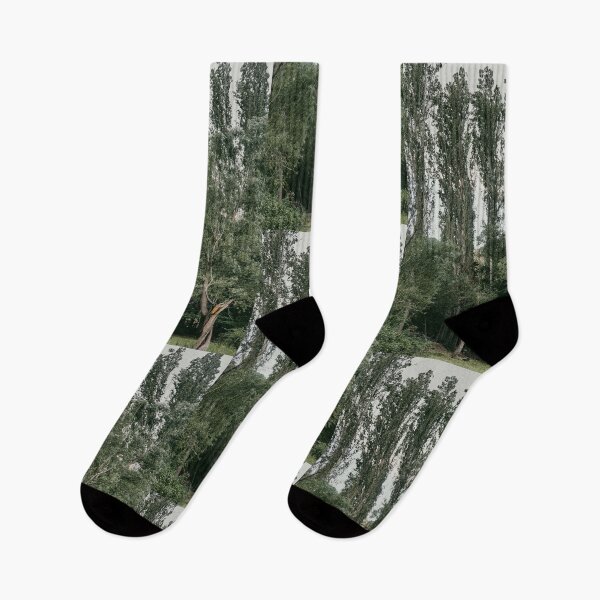 Item preview, Row Of Tall Poplar Trees Standing At Forest Edge designed and sold by Hutchingse.