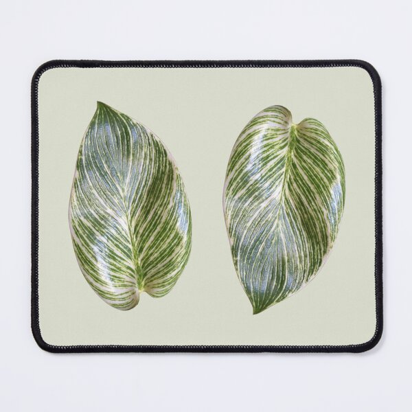 Item preview, Philodendron Birkin designed and sold by mooneko.