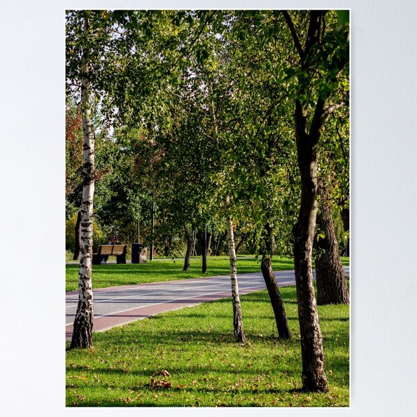 Item preview, Shaded Park Path Framed By Birch Trees designed and sold by Squikale.