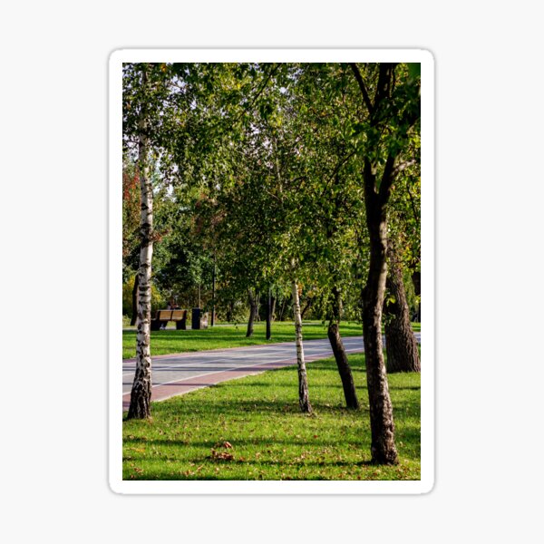 Item preview, Shaded Park Path Framed By Birch Trees designed and sold by Squikale.