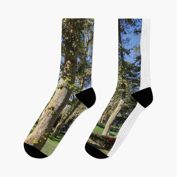 Item preview, Tall Plane Trees Spreading Shade In Public Park designed and sold by Squikale.