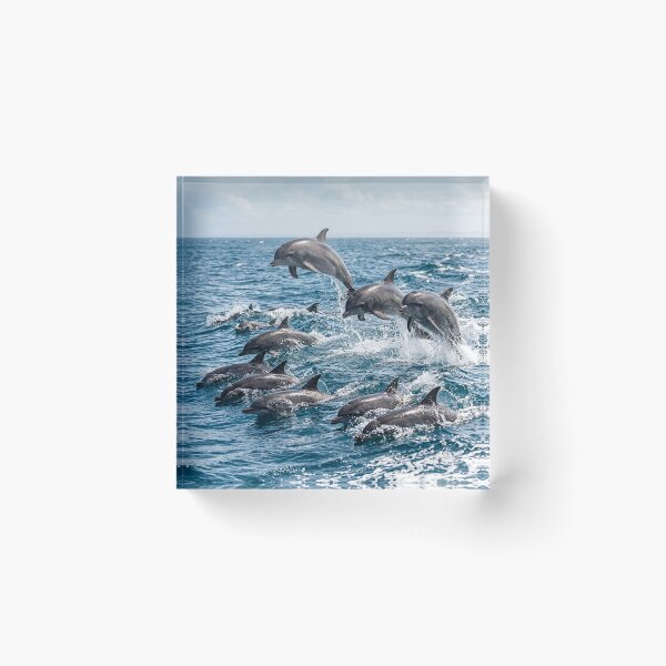 Item preview, Dolphins designed and sold by snoWorkshop.
