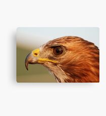 Red Tail Canvas Print