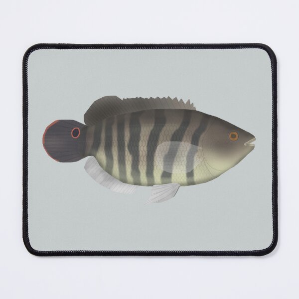 Item preview, Cará-açu designed and sold by fishfolkart.