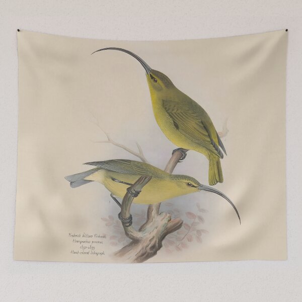Item preview, The Kauaʻi ʻakialoa (Hemignathus procerus) designed and sold by WolfShadow27.