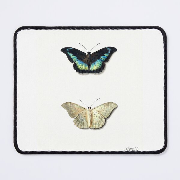 Item preview, Boven- en onderaanzicht van een vlinder by Georgius Jacobus Johannes van Os (1782–1861) designed and sold by AngyDesigns49.