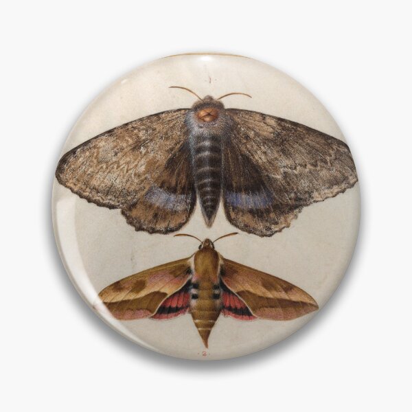Item preview, Blue Underwing Moth and Spurge Hawk Moth (c. 1575-1580) designed and sold by AngyDesigns49.