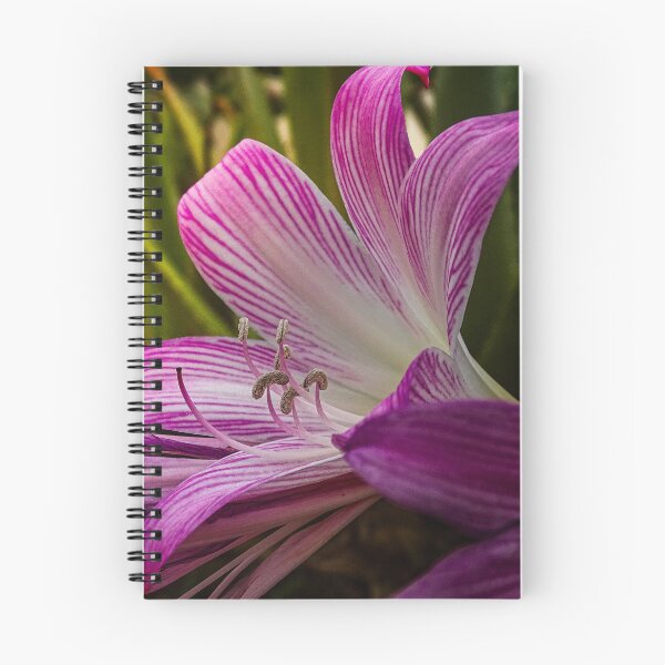 Item preview, Pink striped lily – Elegant flower macro shot designed and sold by Tammigrafie.