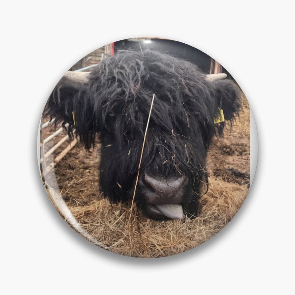 Item preview, Cheeky Chops.  The Shaggy Black Highland Cow sticking out its Tongue designed and sold by Astute-Artio-Photography.