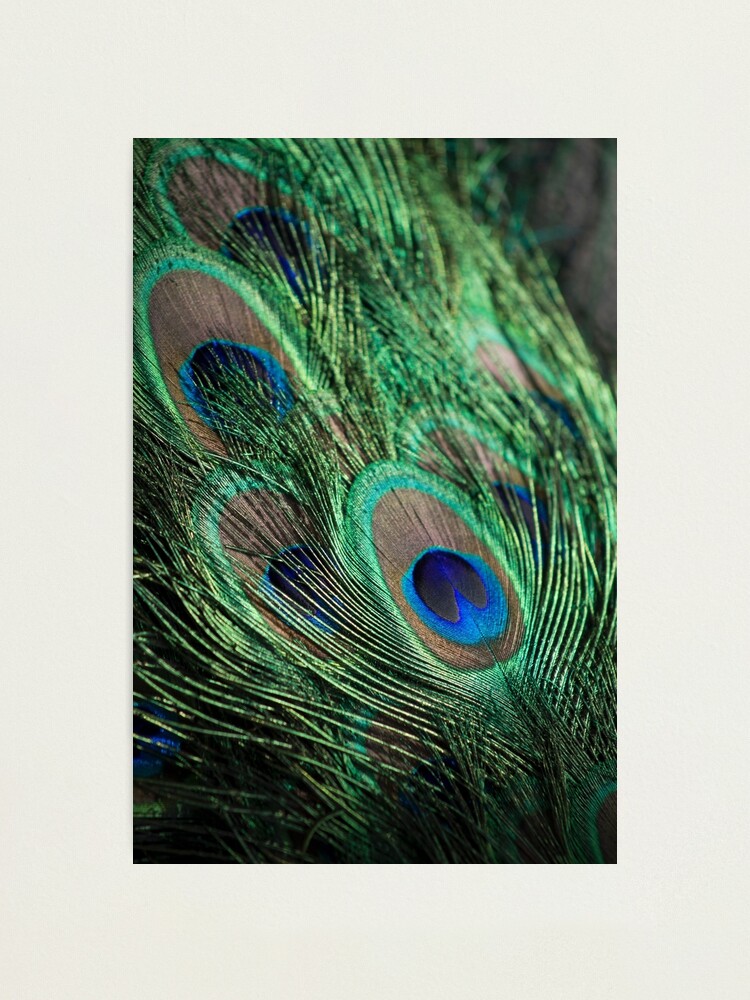 Peacock Feather Print, Peacock Feather Decor, Tropical Feather, Peacock  Feather Photography, Peacock Photo, Peacock Wall Art, Peacock Decor