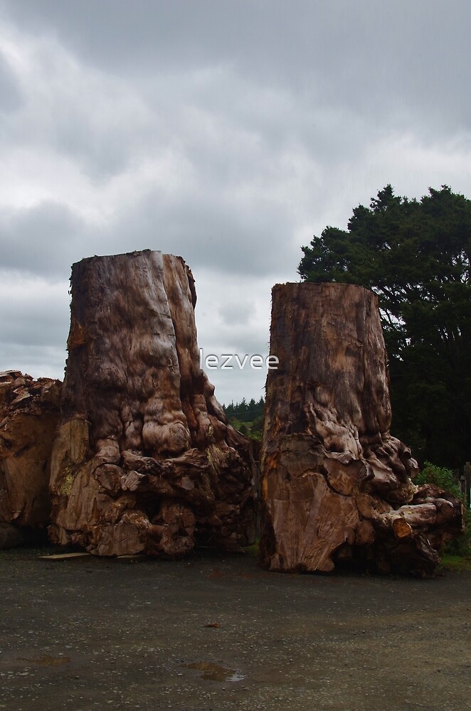 "Swamp Kauri (Agathis australis)" by lezvee Redbubble