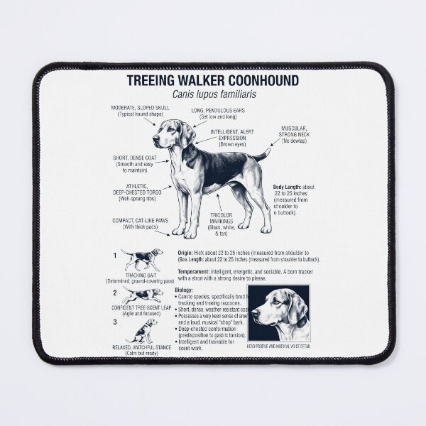 Item preview, Treeing Walker Coonhound Scientific Anatomy Biology Dog Lover designed and sold by dian-rody-crest.
