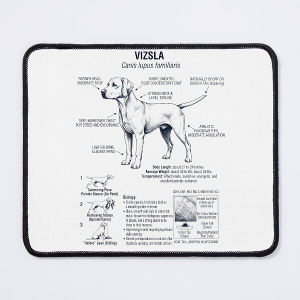 Item preview, Vizsla Scientific Anatomy Biology Dog Lover designed and sold by dian-rody-crest.