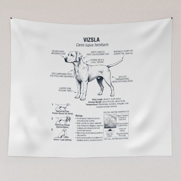 Item preview, Vizsla Scientific Anatomy Biology Dog Lover designed and sold by dian-rody-crest.