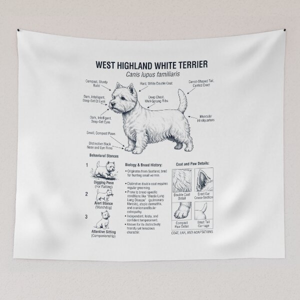 Aperçu de l'œuvre West Highland White Terrier Anatomie scientifique Biologie Amoureux des chiens créée et vendue par dian-rody-crest.