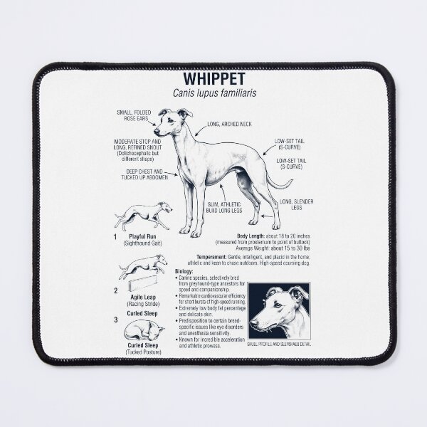 Item preview, Whippet Scientific Anatomy Biology Dog Lover designed and sold by dian-rody-crest.