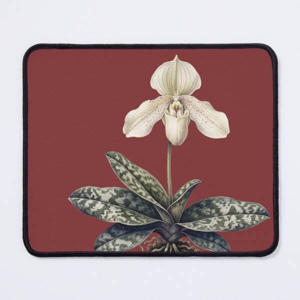 Item preview, Paphiopedilum Niveum Print: Limestone Extortion designed and sold by FreiherrPK.