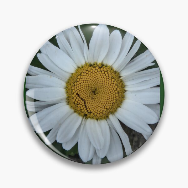 Item preview, Daisy, large seen growing in the garden. designed and sold by country craft designs.