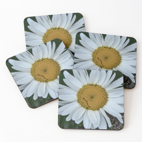 Item preview, Daisy, large seen growing in the garden. designed and sold by country craft designs.