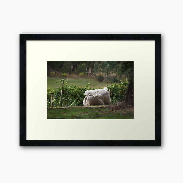 Vintage Net - Magpie Springs - Adelaide Hills Wine Region - Fleurieu Peninsula - Winery Framed Art Print