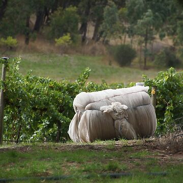 Artwork thumbnail, Vintage Net - Magpie Springs - Adelaide Hills Wine Region - Fleurieu Peninsula - Winery by MagpieSprings