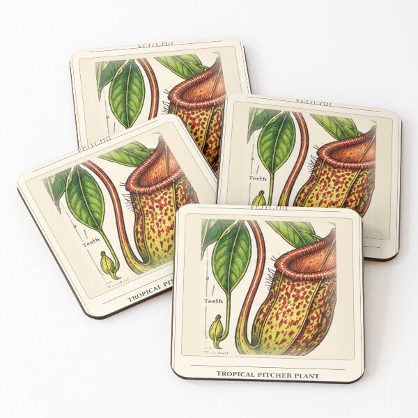 Item preview, Nepenthes Veitchii Carnivorous Plant – Vintage Botanical Illustration designed and sold by nerdamus.