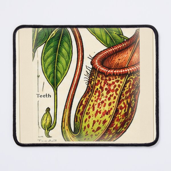 Item preview, Nepenthes Veitchii Carnivorous Plant – Vintage Botanical Illustration designed and sold by nerdamus.
