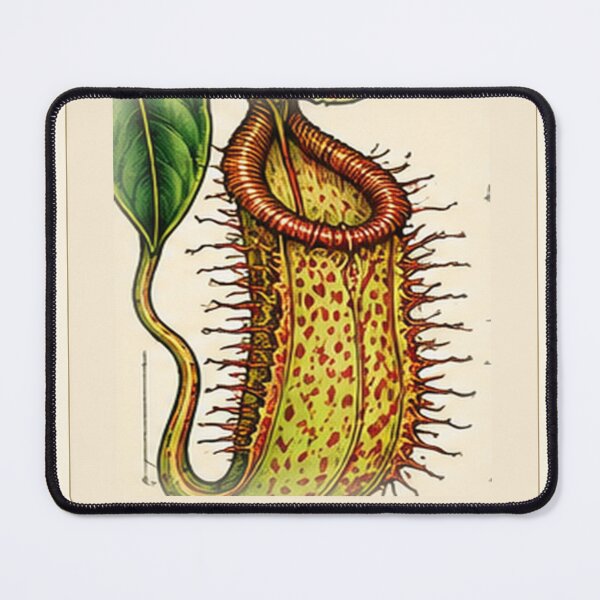 Item preview, Nepenthes Hamata – Rare Carnivorous Pitcher Plant Botanical Art designed and sold by nerdamus.