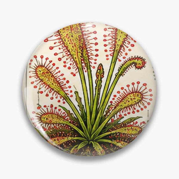Item preview, Drosera Capensis Cape Sundew – Vintage Carnivorous Plant Illustration designed and sold by nerdamus.
