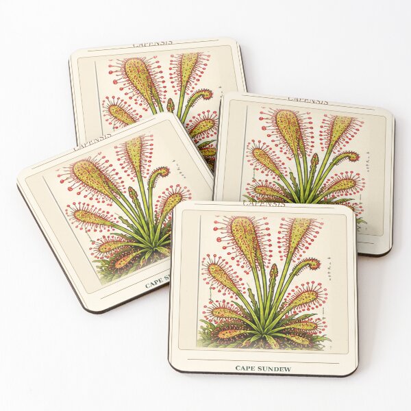 Item preview, Drosera Capensis Cape Sundew – Vintage Carnivorous Plant Illustration designed and sold by nerdamus.