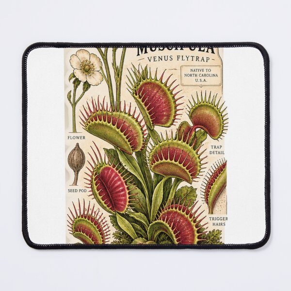 Item preview, Venus Flytrap Dionaea Muscipula – Vintage Carnivorous Plant Botanical Art designed and sold by nerdamus.