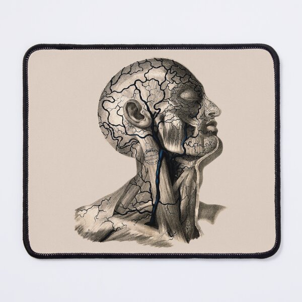 Item preview, Veins of the Head and Neck, Anatomical Lithograph by William Fairland, 1837 designed and sold by Exhumed Archives.