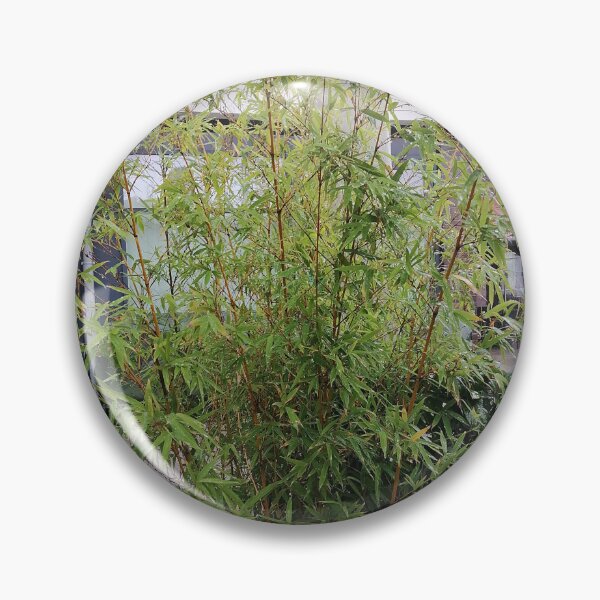 Item preview, Tall Green Bamboo Growing Outside Modern Buildings designed and sold by PhuongVoArt.