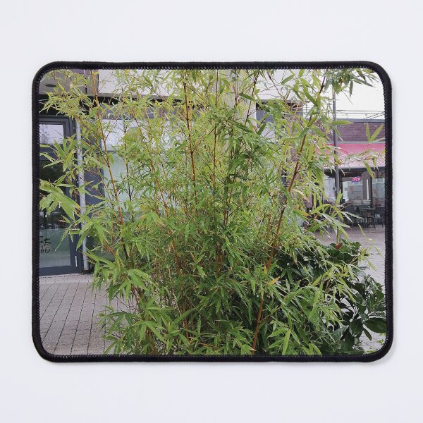 Item preview, Tall Green Bamboo Growing Outside Modern Buildings designed and sold by PhuongVoArt.