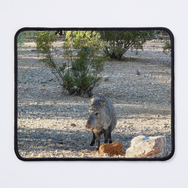 Item preview, Javelina In Sonoran Desert designed and sold by Alice Becky Kahn.