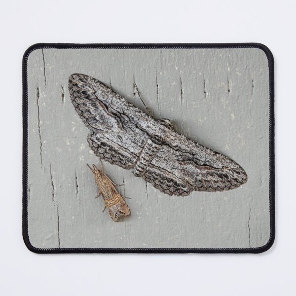 Item preview, Two Moths in Arizona designed and sold by Alice  Becky Kahn.